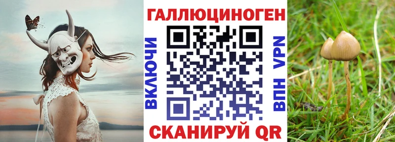 дарнет шоп  Северская  Псилоцибиновые грибы Psilocybine cubensis 